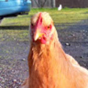 Meet your Posher, Katrina